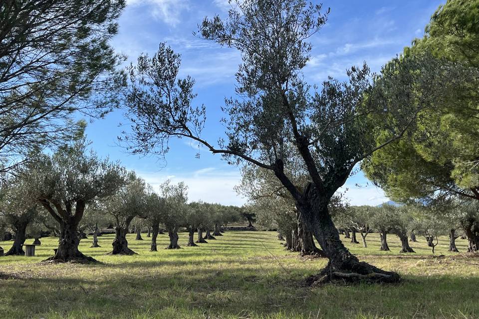 Finca Bobó