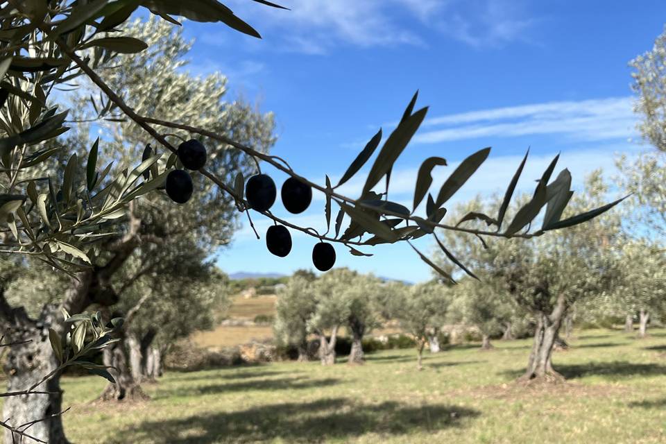 La finca