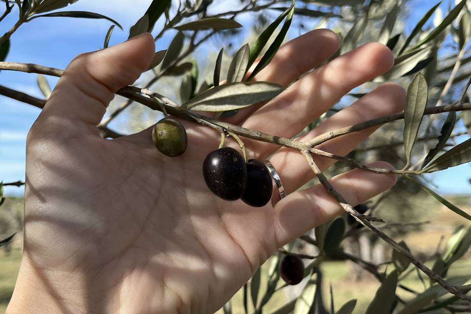 La finca