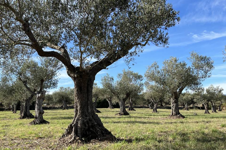 La finca