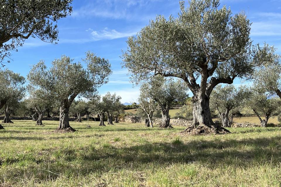 La finca