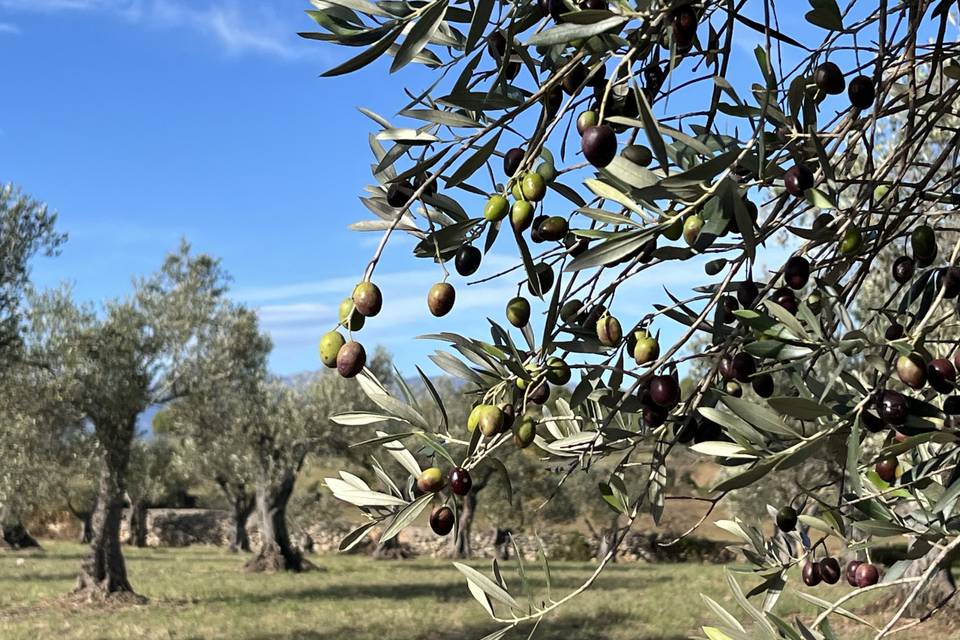 La finca