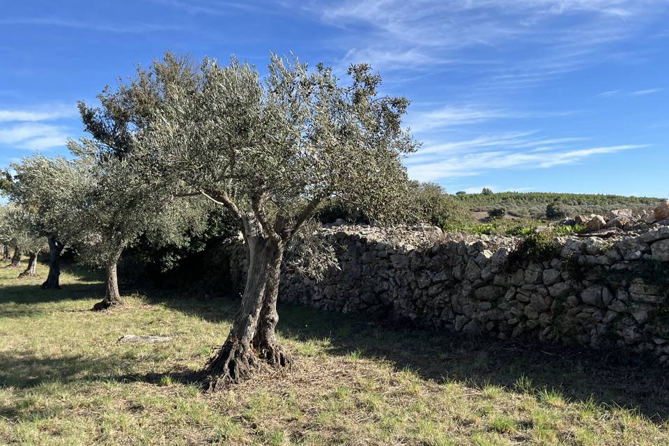 La finca