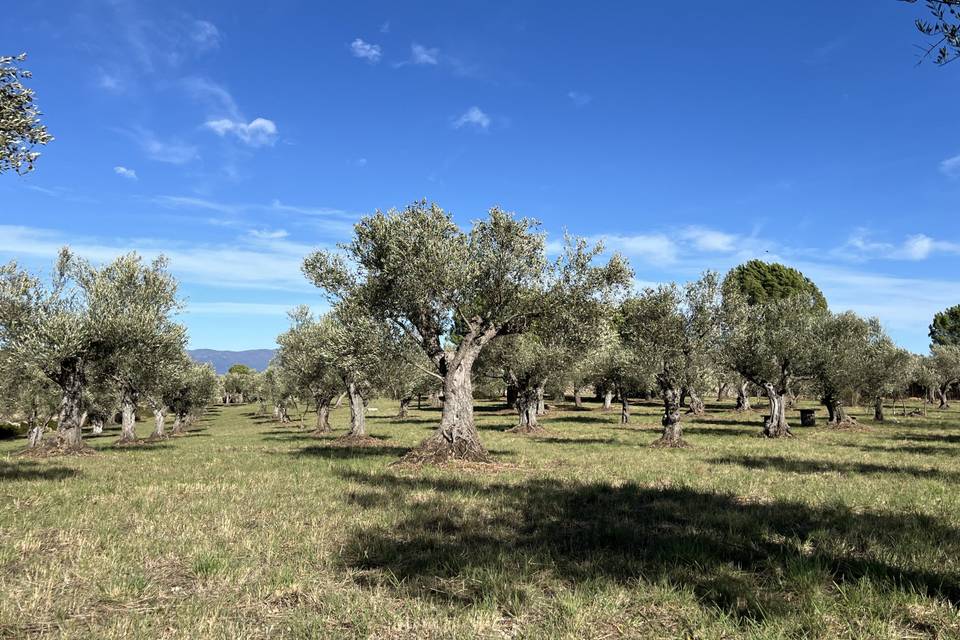 La finca