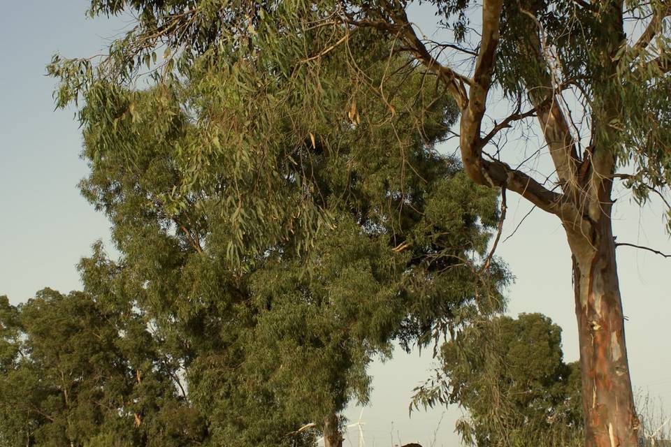 Recuerdos para siempre