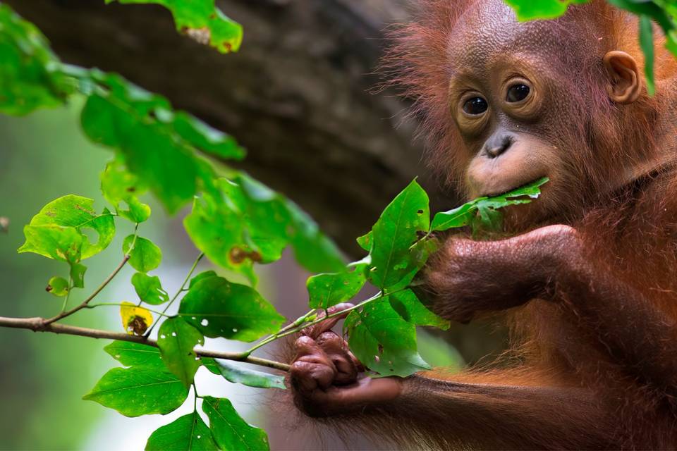 Borneo y Sumatra - Orangutanes