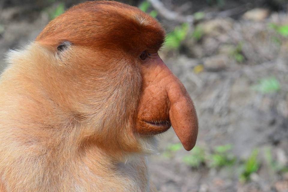 Borneo - Mono narigudo