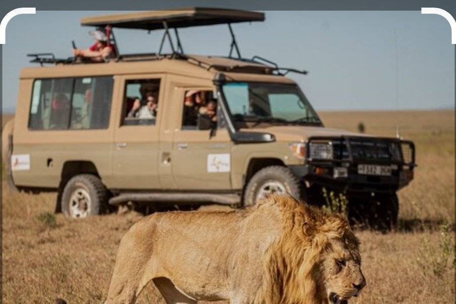 Safari