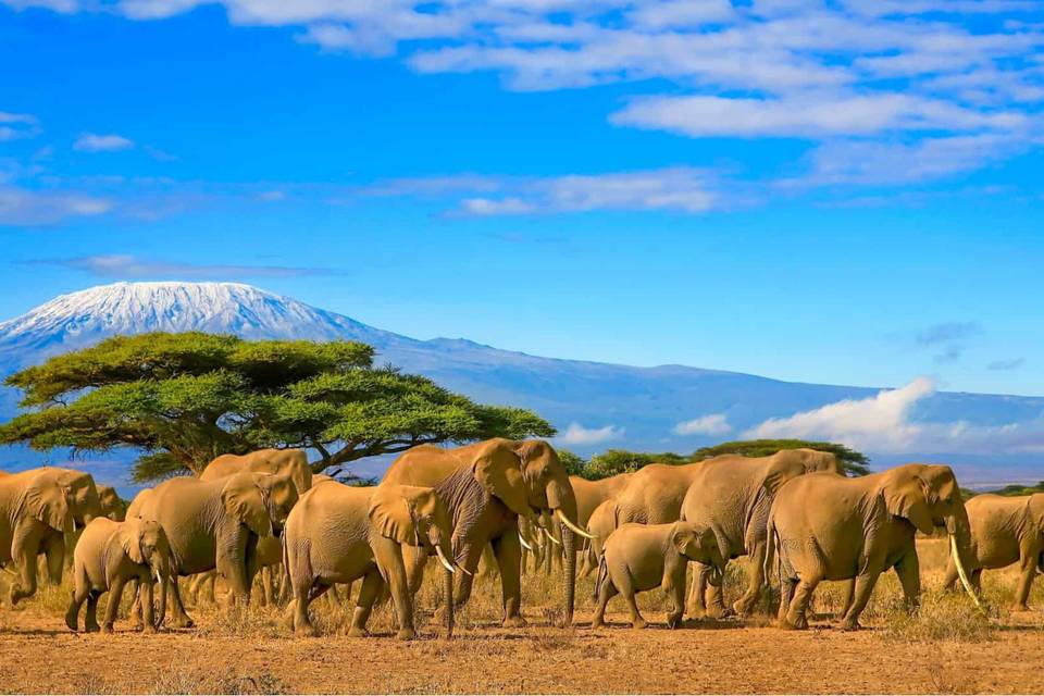 África