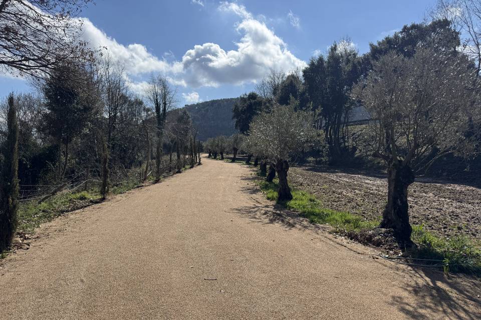 Caminos y Belleza