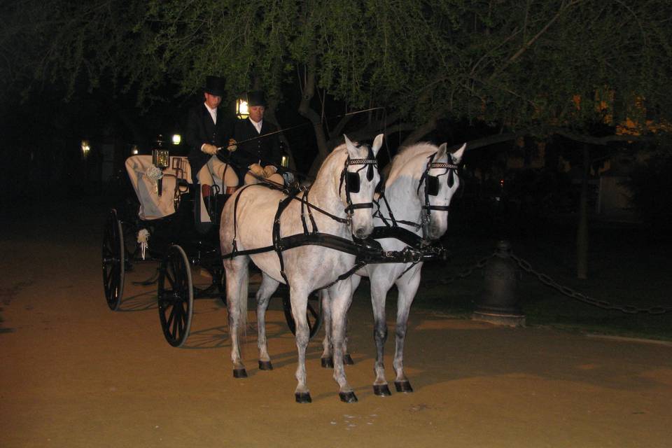 Coches de caballos