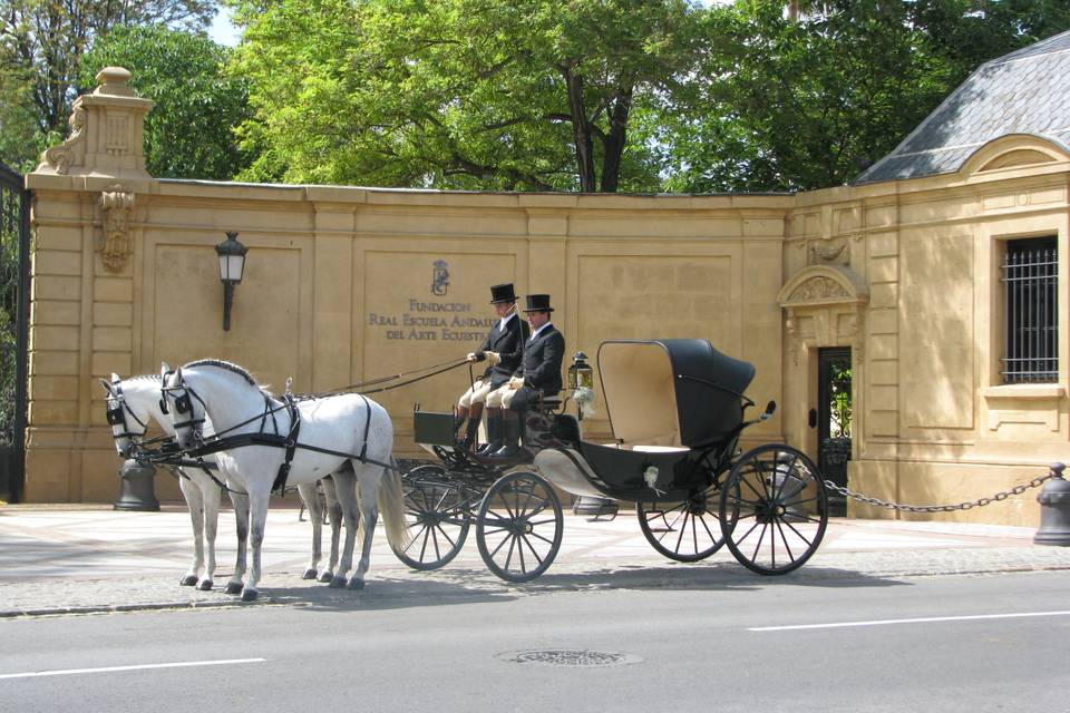 Coches de caballos