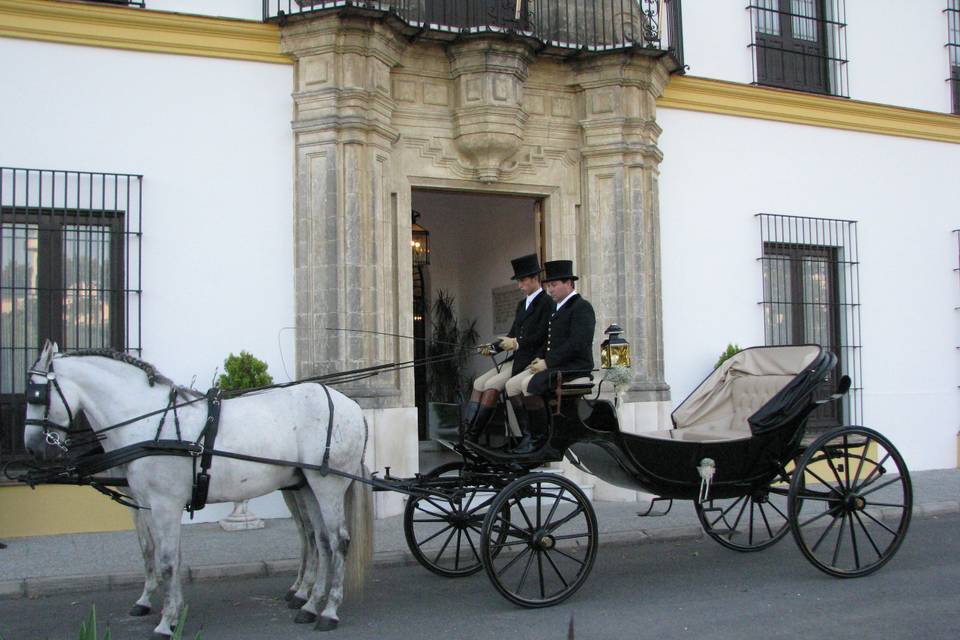 Coches de caballos