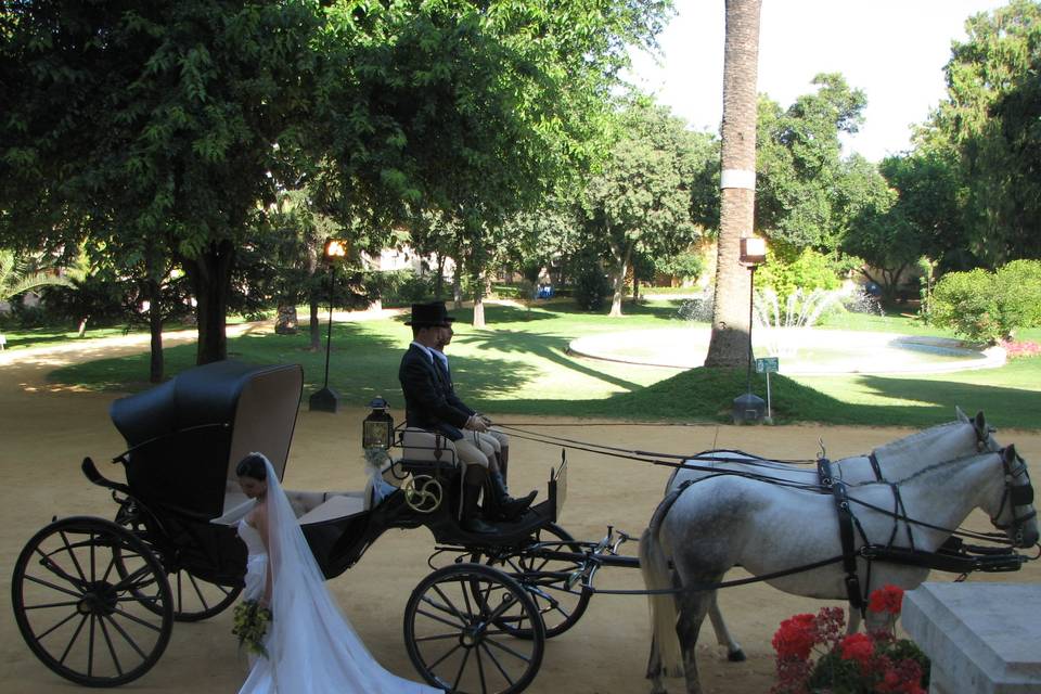 Coches de caballos