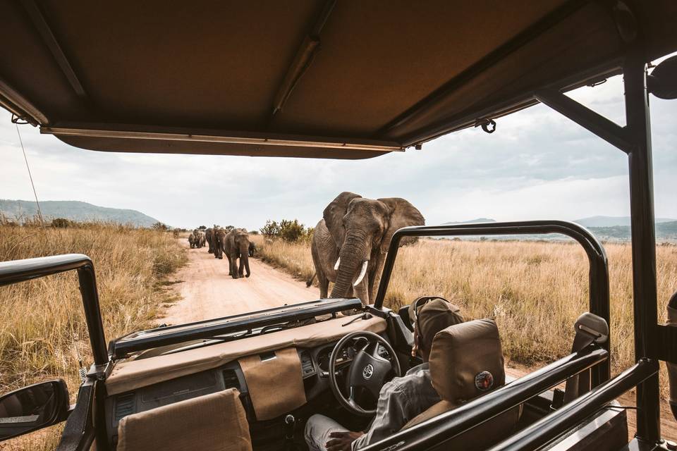 Safari mágico