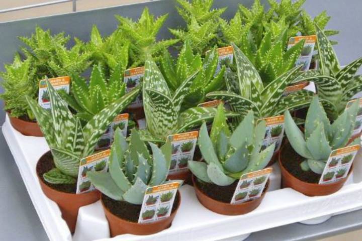 Aloe vera surtido