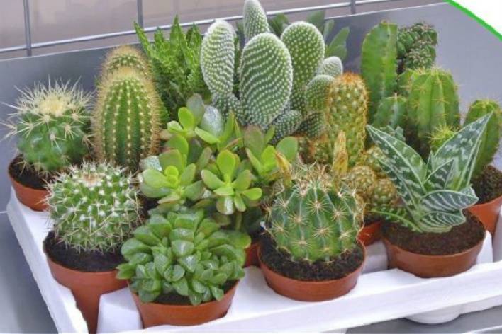 Cactus surtidos