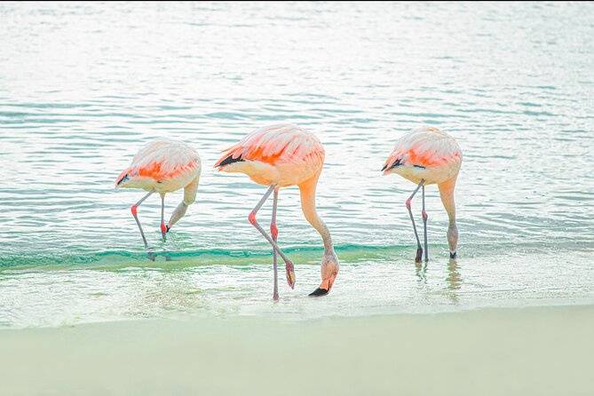 De Europa al Caribe