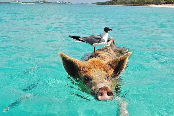 Bahamas