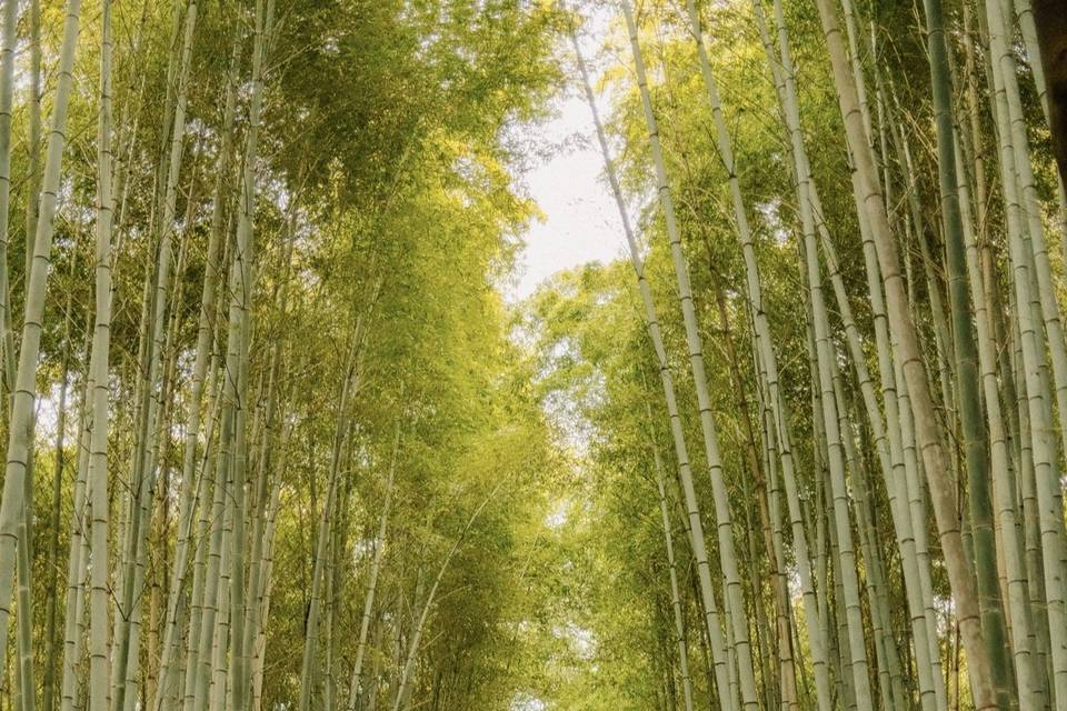 Bosque