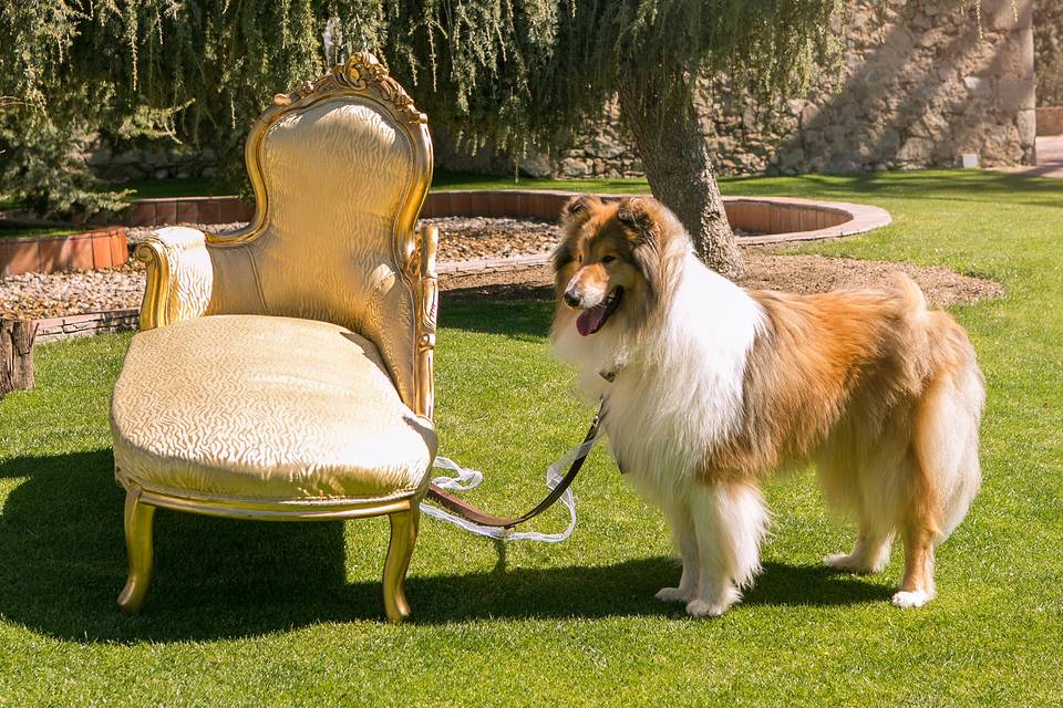 La boda y la mascota