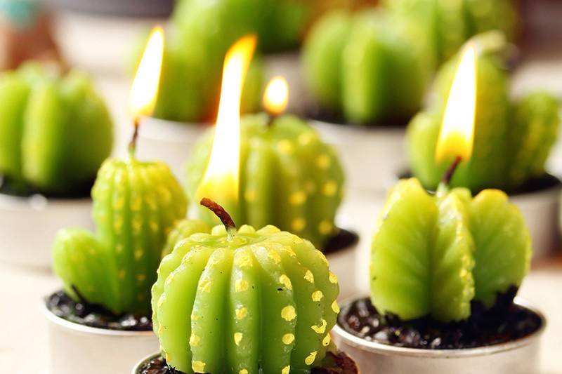 Velas de cactus