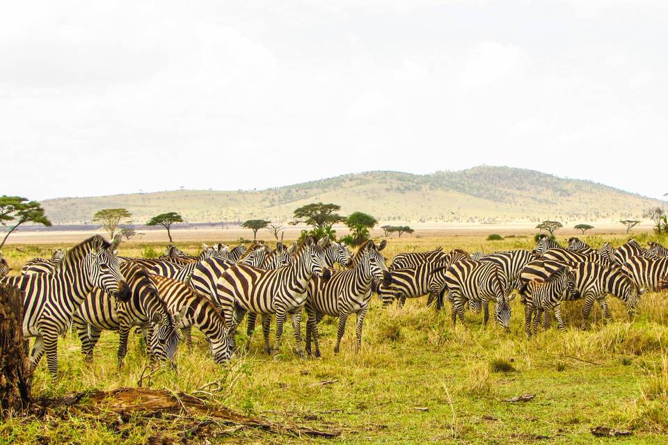 Tanzania