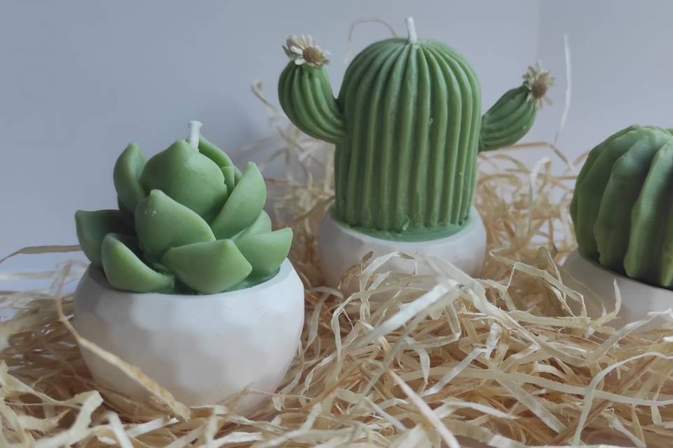 Vela Cactus