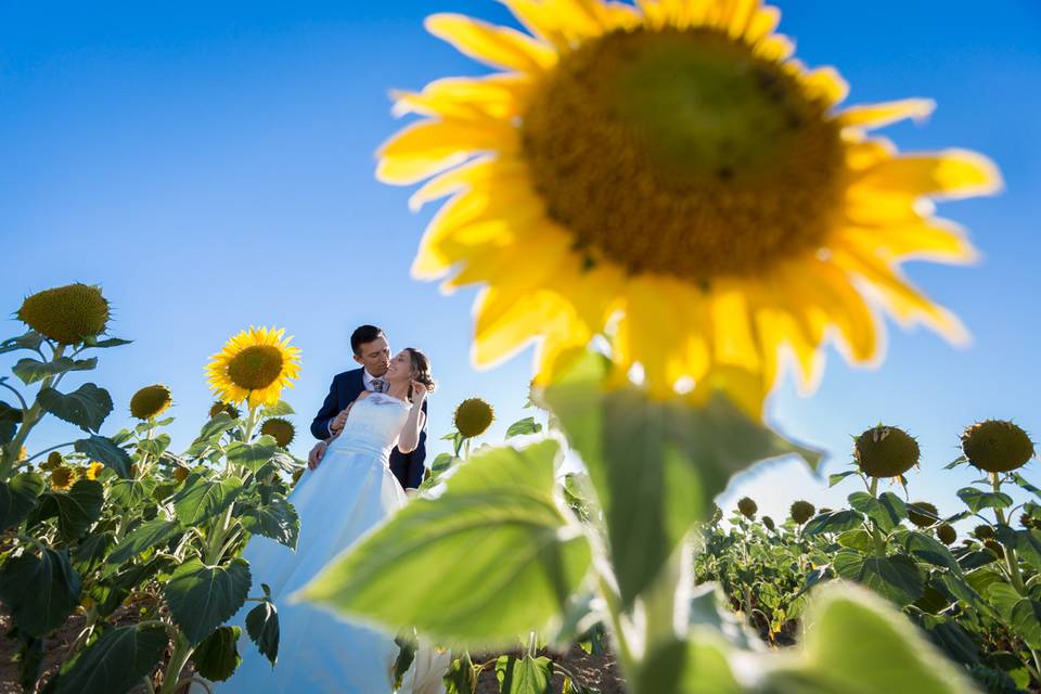 Girasoles