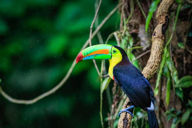 Costa Rica Idílica