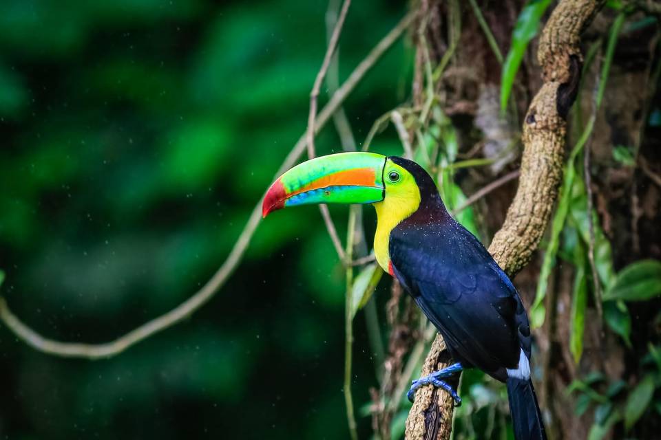 Costa Rica Idílica