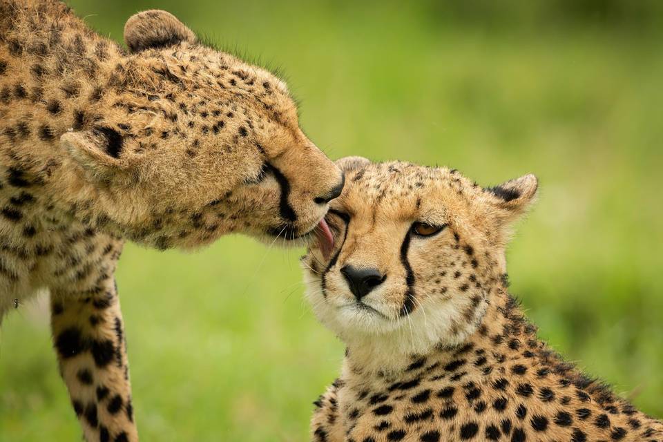 Safari en Kenia