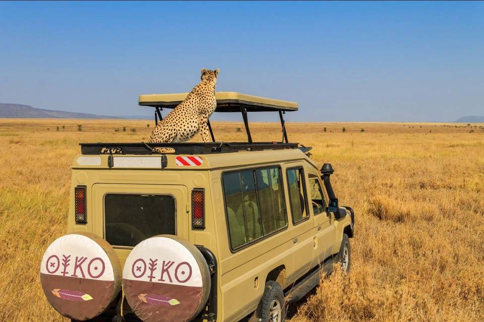 Oiko Travel