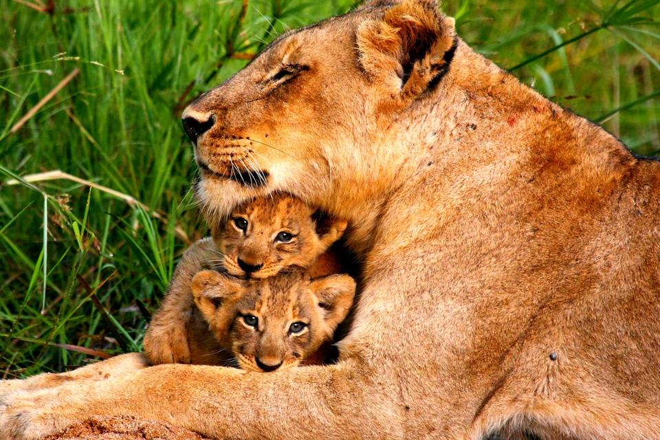 Familia de leones en Kenia