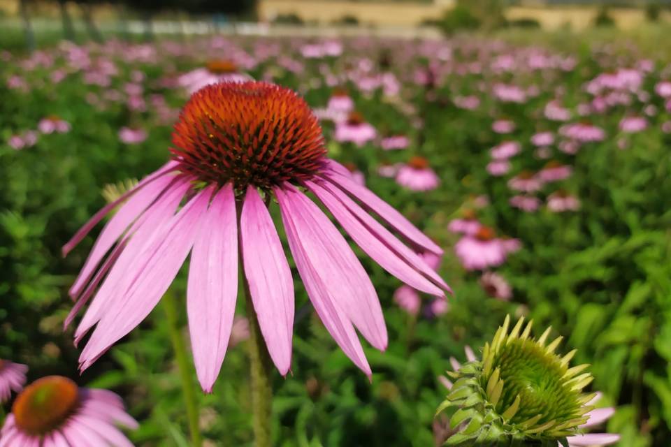 Equinácea en flor