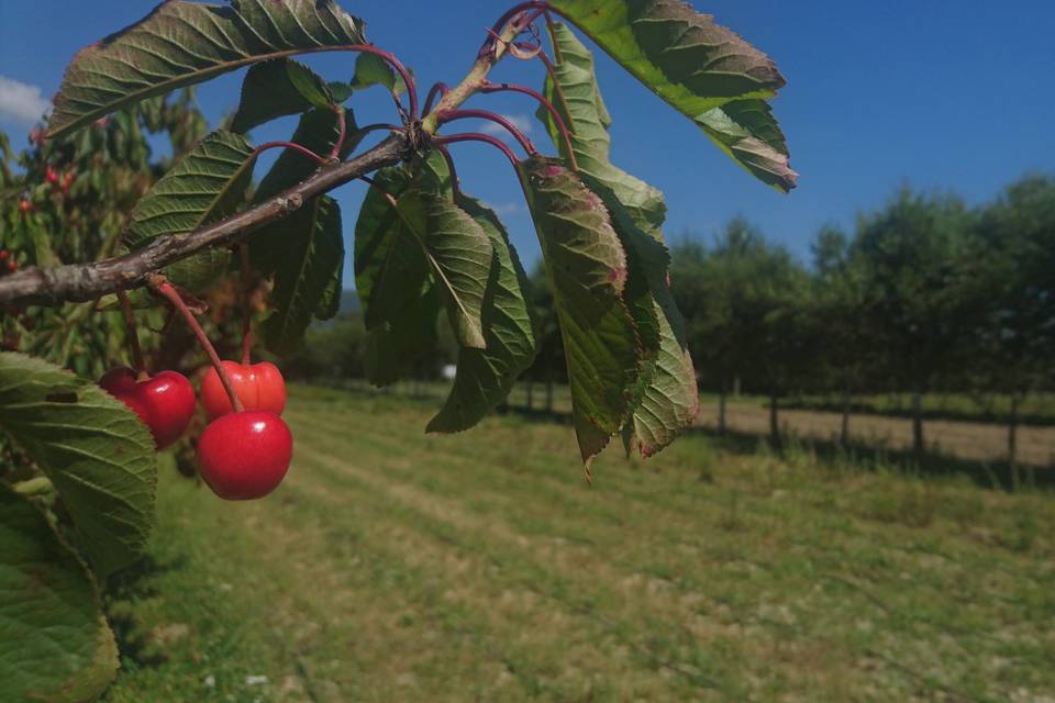 Cerezas