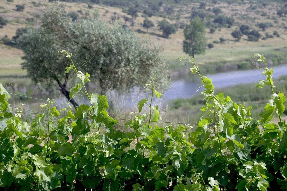 Viñedo y Guadiana