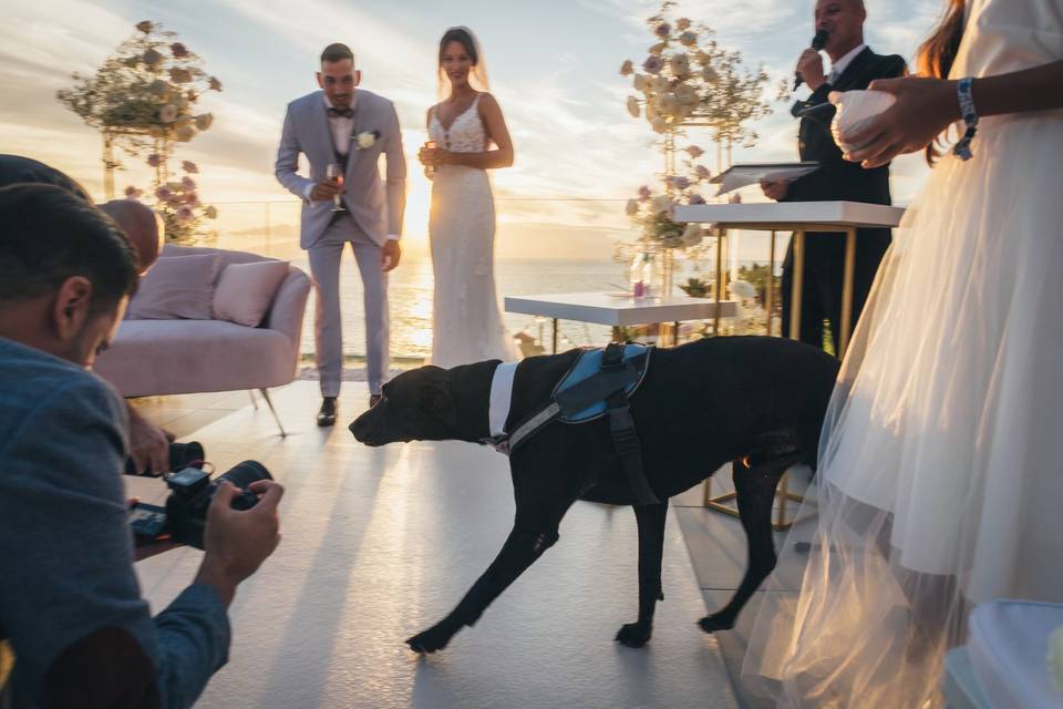 El perro, invitado a la ceremo
