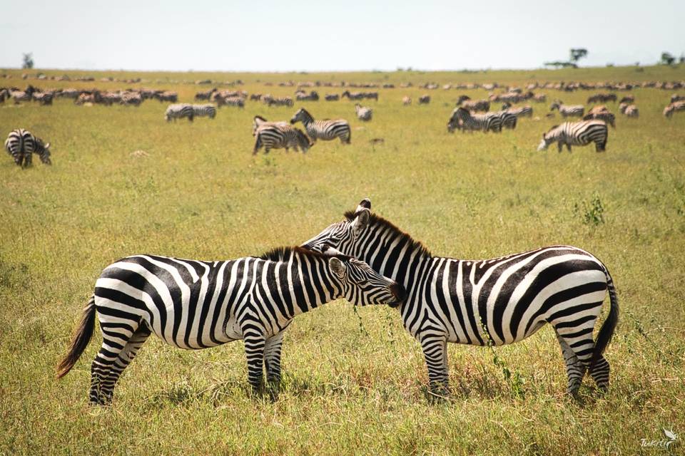 Cebras en el Serengeti