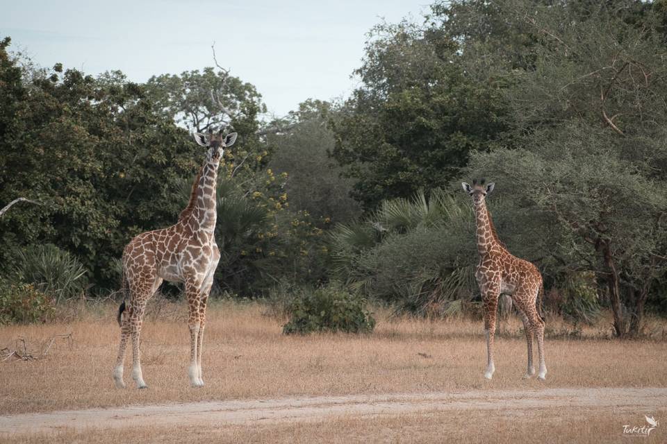 Tukiti Safaris