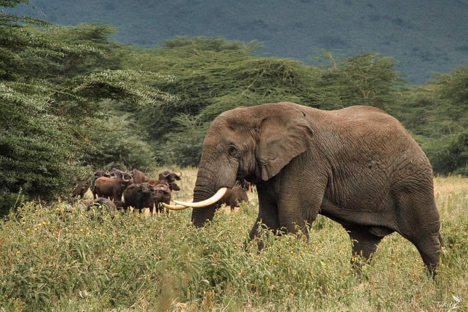 Elefante en el Ngorongoro