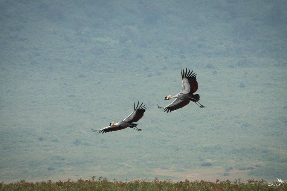 Tukiti Safaris