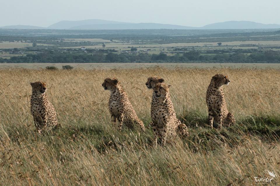 Tukiti Safaris