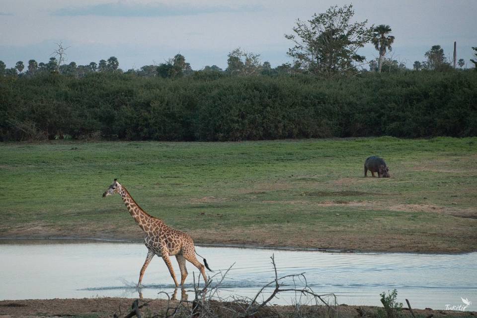 Tukiti Safaris