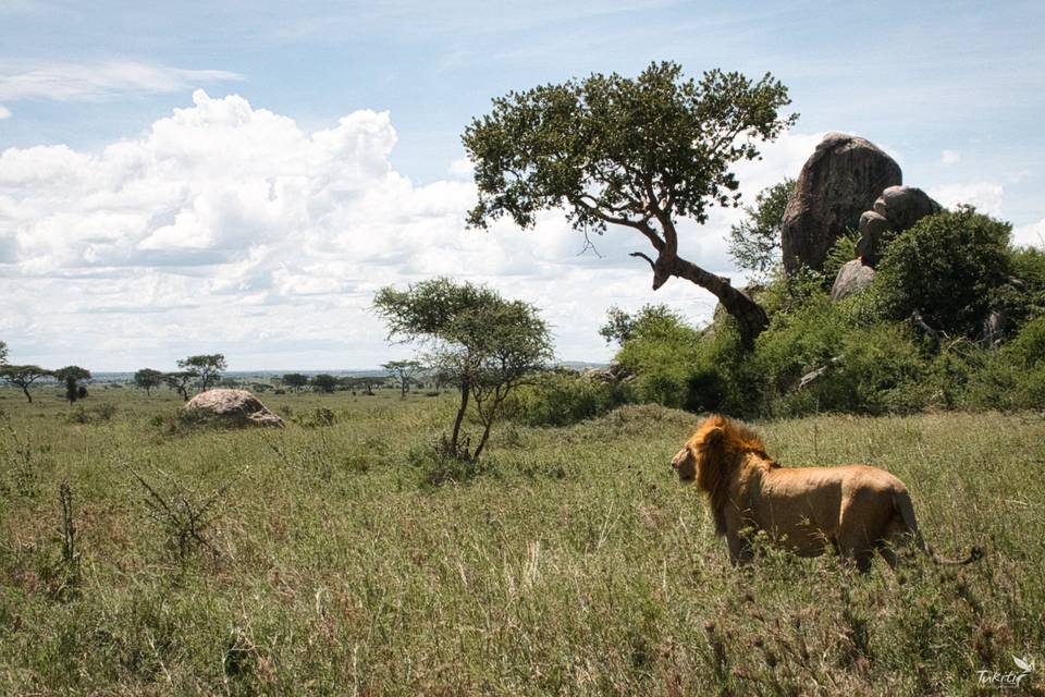 León en el Serengeti