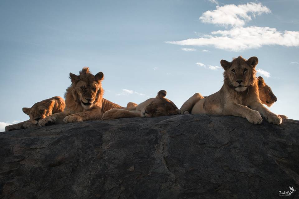 Leones en un kopje