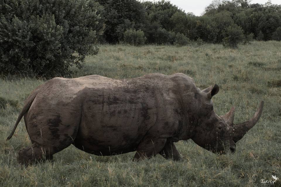 Tukiti Safaris