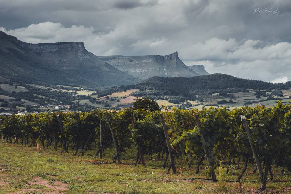 Artomaña Txakolina - panorámica