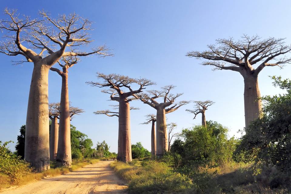 Baobabs en Madagascar