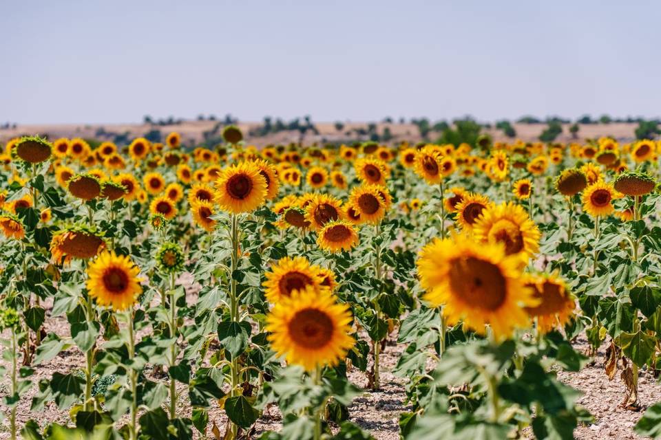 Girasol